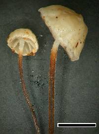 Gloiocephala nothofagi image