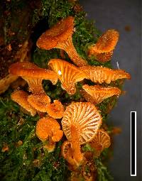 Xeromphalina podocarpi image