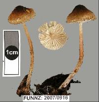 Lepiota calcarata image