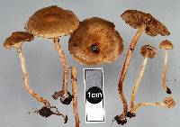 Pholiota subflammans image