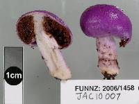 Cortinarius porphyroideus image