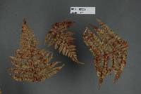 Milesia polystichi-vestiti image