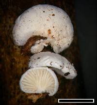 Cheimonophyllum candidissimum image