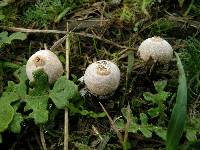 Tulostoma cyclophorum image