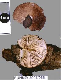 Crepidotus fuscovelutinus image