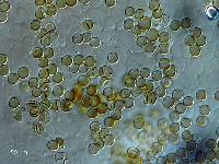 Crepidotus inconspicuus image