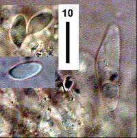 Collybiopsis rimutaka image