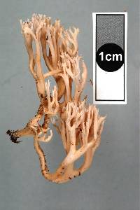 Ramaria sclerocarnosa image