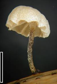 Marasmiellus bonii image