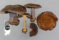 Cortinarius minoscaurus image