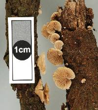 Simocybe rhabarbarina image