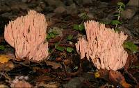 Ramaria samuelsii image