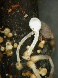 Coprinopsis coniophora image