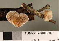 Crepidotus novae-zealandiae image