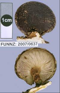 Lentinula novae-zelandiae image