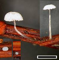 Mycena minya image