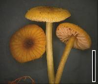 Entoloma sulphureum image