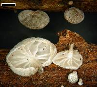 Campanella tristis image