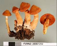 Cortinarius veronicae image