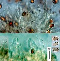 Galerina sideroides image