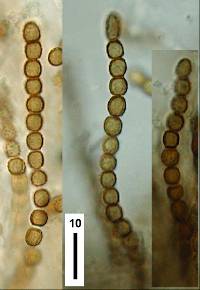 Hypocrea sulfurella image