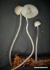 Mycena subdebilis image