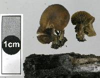 Tephrocybe atrata image