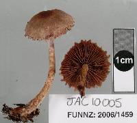 Cortinarius rattinoides image