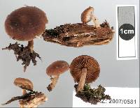 Psathyrella echinata image