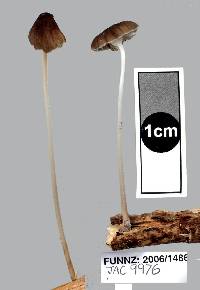 Mycena helminthobasis var. novae-zelandiae image