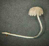 Coprinopsis coniophora image