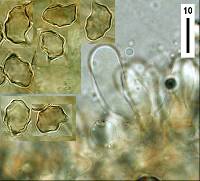 Entoloma translucidum image