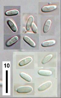 Rhizopogon rubescens image