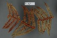 Milesia polystichi-vestiti image