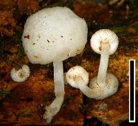 Hemimycena candida image