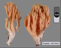 Ramaria samuelsii image