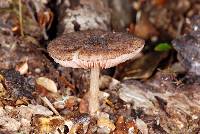 Pluteus perroseus image