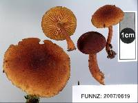 Gymnopilus ferruginosus image