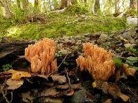 Ramaria samuelsii image