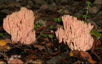 Ramaria samuelsii image