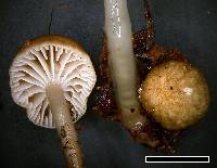 Roridomyces austrororidus image