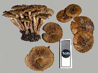 Pholiota subflammans image