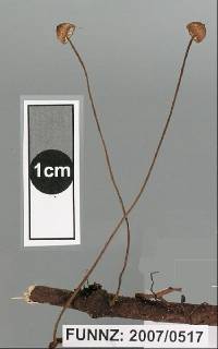 Crinipellis procera image