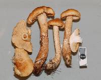 Tricholoma psammopus image