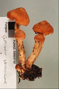 Cortinarius veronicae image