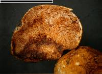 Timgrovea reticulata image