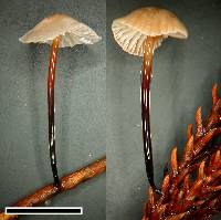 Marasmius gelatinosipes image