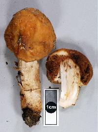 Cortinarius epiphaeus image