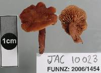 Lactarius umerensis image