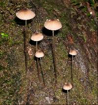 Mycena cystidiosa image